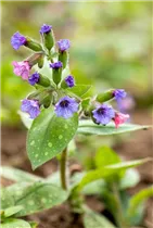  - Pulmonaria saccharata 'Mrs Moon'