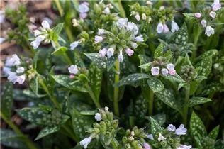  - Pulmonaria saccharata 'Opal'