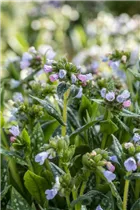  - Pulmonaria saccharata 'Opal'
