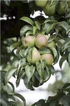  - Pyrus communis 'Nordhäuser Winterforelle'