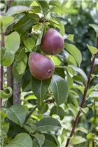  - Pyrus communis 'Rote Williams Christ'