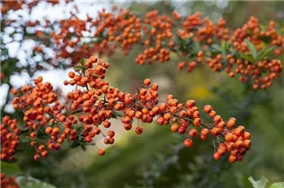  - Pyracantha 'Orange Charmer'