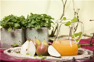  - Pyrus communis 'Vereins Dechantsbirne'