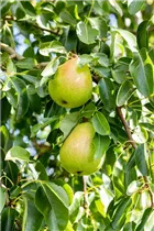  - Pyrus communis 'Vereins Dechantsbirne'