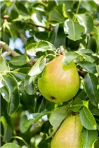  - Pyrus communis 'Vereins Dechantsbirne'