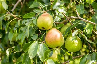  - Pyrus communis 'Vereins Dechantsbirne'