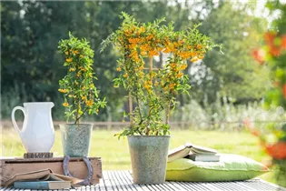  - Pyracantha 'Saphyr Jaune'®