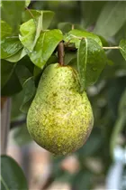  - Pyrus communis 'Williams Christ'