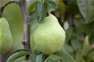  - Pyrus communis 'Williams Christ'