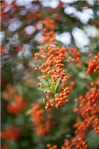  - Pyracantha 'Saphyr Orange'®