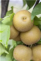  - Pyrus pyrifolia 'Prosecco'