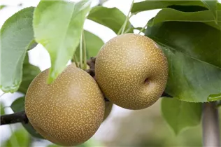  - Pyrus pyrifolia