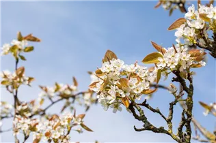  - Pyrus pyrifolia 'Kumoi'
