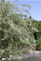 - Pyrus salicifolia  - Pyrus salicifolia