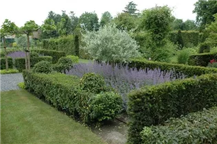 - Pyrus salicifolia  - Pyrus salicifolia