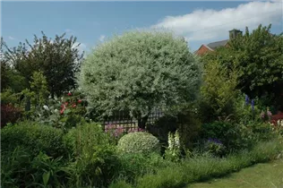 - Pyrus salicifolia  - Pyrus salicifolia