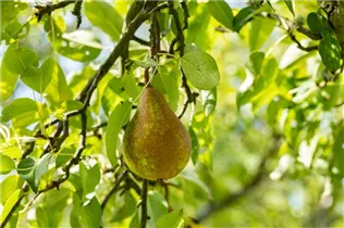 - Pyrus communis 'Bosc´s Flaschenbirne'  - Pyrus communis 'Bosc´s Flaschenbirne'