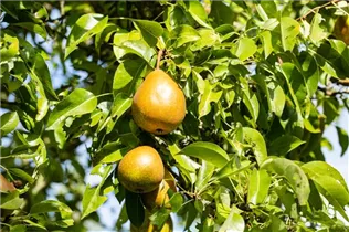 - Pyrus communis 'Bosc´s Flaschenbirne'  - Pyrus communis 'Bosc´s Flaschenbirne'
