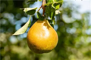 - Pyrus communis 'Bosc´s Flaschenbirne'  - Pyrus communis 'Bosc´s Flaschenbirne'