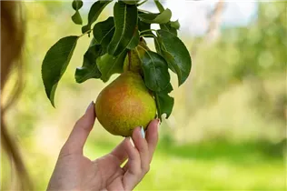 - Pyrus communis 'Bosc´s Flaschenbirne'  - Pyrus communis 'Bosc´s Flaschenbirne'