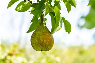 - Pyrus communis 'Bosc´s Flaschenbirne'  - Pyrus communis 'Bosc´s Flaschenbirne'
