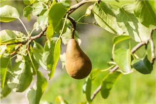 - Pyrus communis 'Bosc´s Flaschenbirne'  - Pyrus communis 'Bosc´s Flaschenbirne'