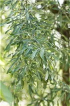 - Pyrus salicifolia 'Pendula'  - Pyrus salicifolia 'Pendula'