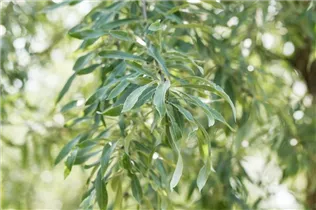 - Pyrus salicifolia 'Pendula'  - Pyrus salicifolia 'Pendula'