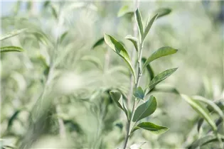 - Pyrus salicifolia 'Pendula'  - Pyrus salicifolia 'Pendula'