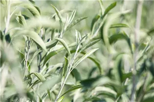 - Pyrus salicifolia 'Pendula'  - Pyrus salicifolia 'Pendula'