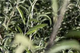 - Pyrus salicifolia 'Pendula'  - Pyrus salicifolia 'Pendula'