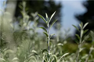 - Pyrus salicifolia 'Pendula'  - Pyrus salicifolia 'Pendula'