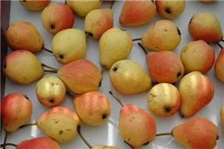  - Pyrus communis 'Clapps Liebling'