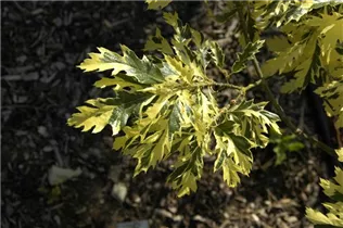 - Quercus cerris 'Variegata'  - Quercus cerris 'Variegata'