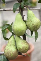  - Pyrus communis 'Conference'