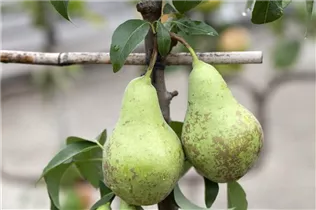  - Pyrus communis 'Conference'