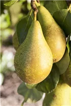  - Pyrus communis 'Conference'