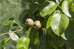  - Pyrus communis 'Decora'