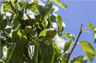  - Pyrus communis 'Decora'