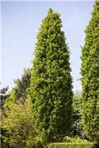  - Quercus robur f. fastigiata