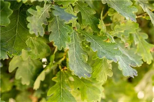  - Quercus robur f. fastigiata