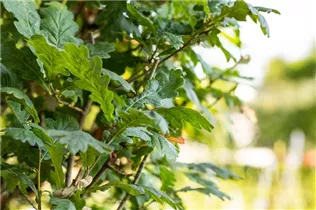  - Quercus robur f. fastigiata