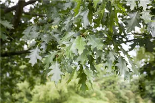  - Quercus rubra