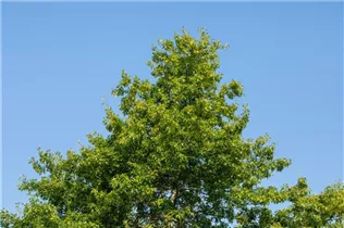  - Quercus rubra