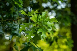  - Quercus rubra