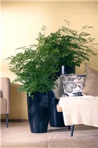 - Radermachera sinica  - Radermachera sinica