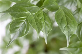 - Radermachera sinica  - Radermachera sinica