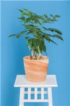 - Radermachera sinica  - Radermachera sinica