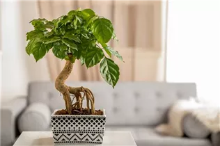 - Radermachera sinica  - Radermachera sinica