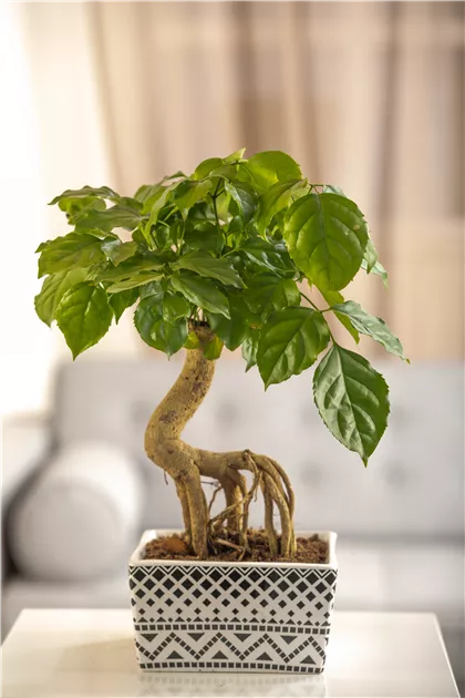 plastic bonsai tree Single Tall Bonsai Tree Artificial Simulation Plants main image 0